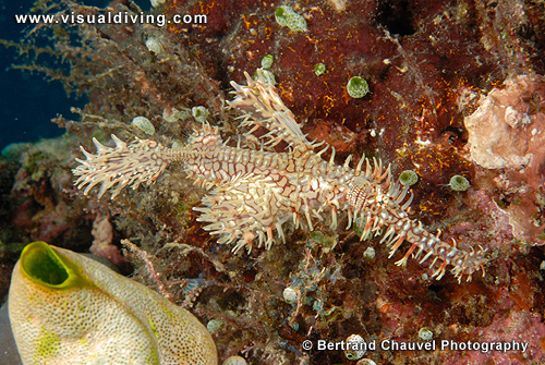 Harlequin ghostpipefish (UW2_7434)