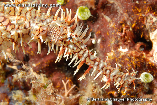 Harlequin ghostpipefish (UW2_7435)