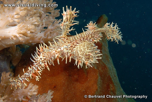 Harlequin ghostpipefish (UW2_7441)