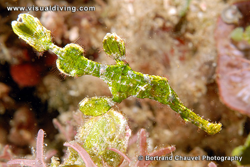 Halameda ghostpipefish (UW2_7458)