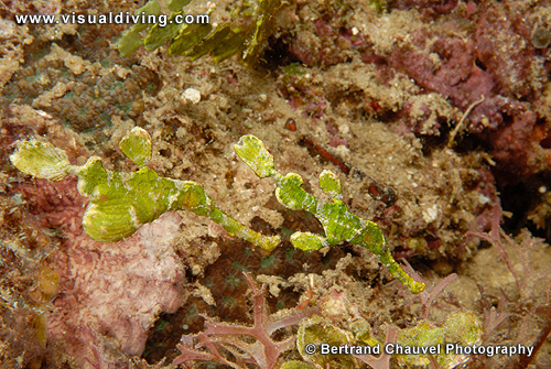 Couple of halameda ghostpipefishes (UW2_7462)