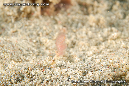 Hairy shrimp (UW2_7467)