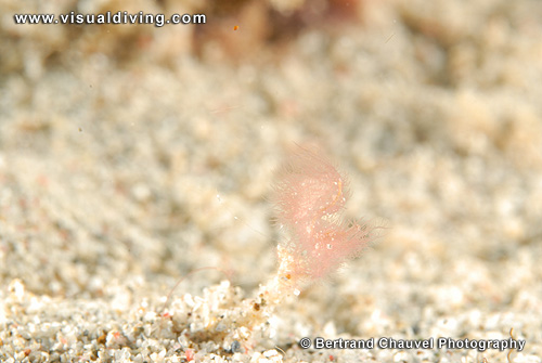 Hairy shrimp (UW2_7468)