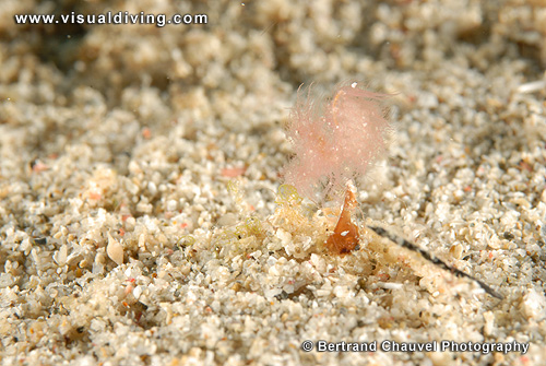 Hairy shrimp (UW2_7473)