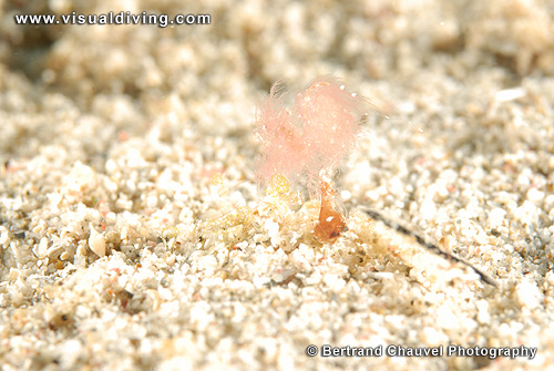 Hairy shrimp (UW2_7474)
