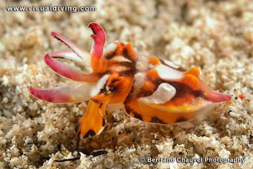 Flamboyant cuttlefish (UW2_7487)