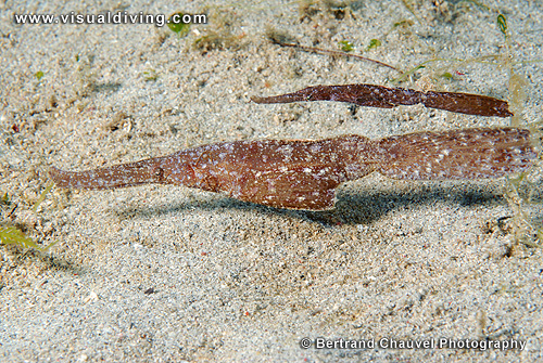 Couple of robust ghostpipefishes (UW2_7507)