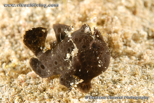Black frogfish (UW2_7516)