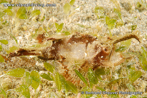 Ambonian scorpionfish (UW2_7519)