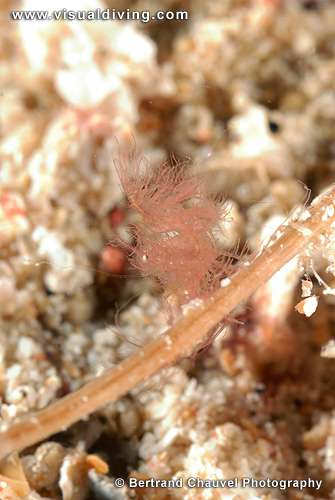 Hairy shrimp (UW2_7544)