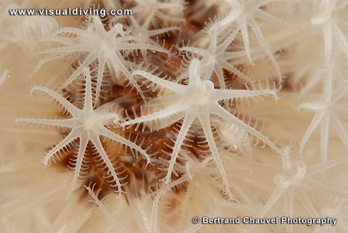 Softcoral close-up (UW2_7553)