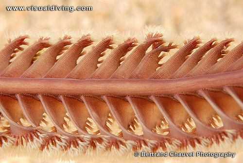 Sea pen close-up (UW2_7571)