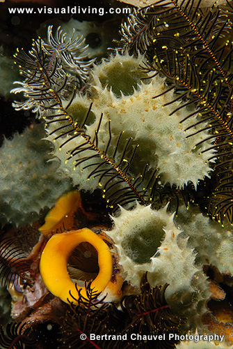 Sponge and crinoid composition (UW2_7587)