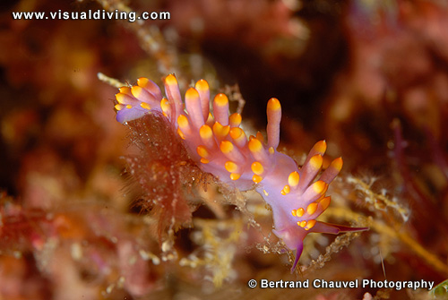 Flabellina nudibranch (UW2_7618)