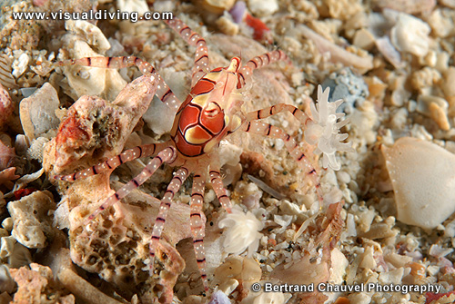 Boxer crab (UW2_7626)
