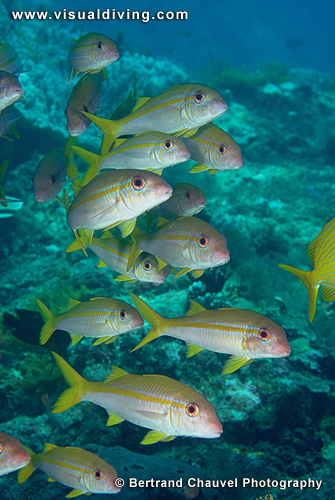 Snappers (UW2_7651)