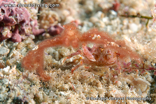 Orang-utang crab (UW2_7679)