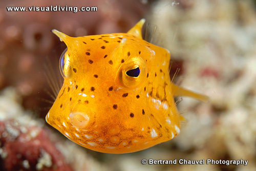 Box fish (UW2_7699)