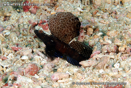 Goby (UW2_7712)