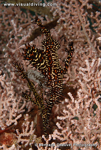 Two harlequin ghostpipefishes (UW2_7722)