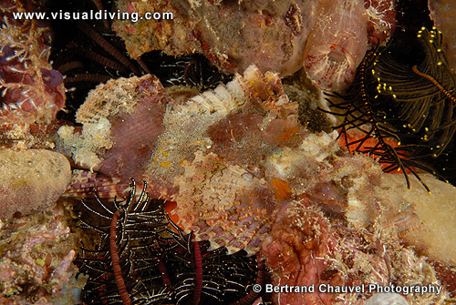 Scorpionfish (UW2_7730)