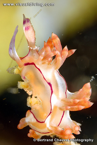Nudibranch standing (UW2_7742)