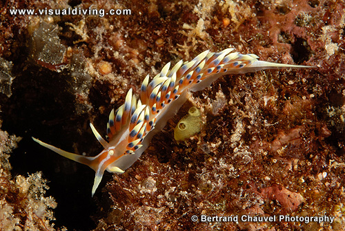 Flabellina nudibranch (UW2_7743)