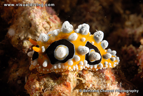 Yellow nudibranch (UW2_7751)