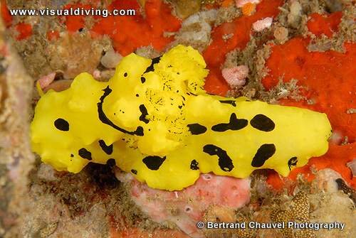Huge yellow nudibranch (UW2_7759)