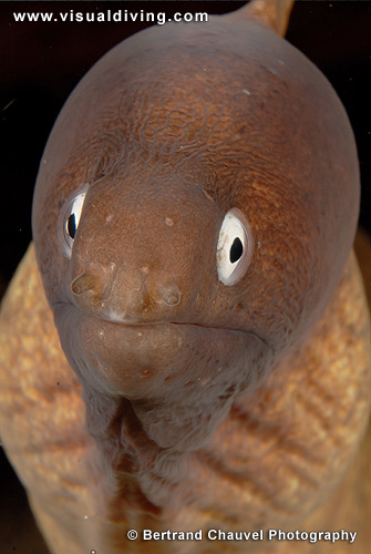 Moray eel close-up (UW2_7767)