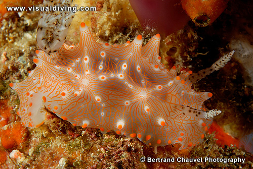 Halgerda nudibranch (UW2_7772)