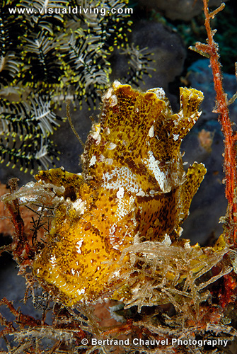Yellow scorpion leaffish (UW2_7780)