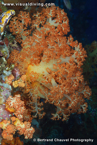 Soft coral (UW2_7876)