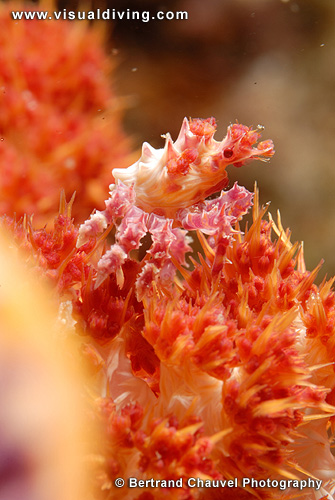 Soft coral crab (UW2_7969)