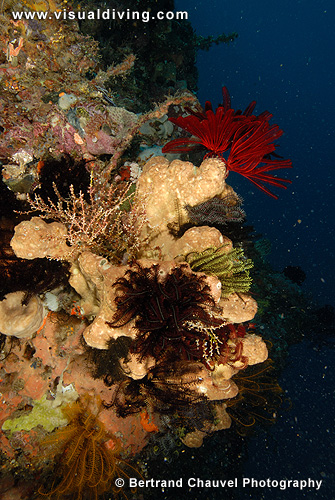 Crinoid composition on sponges (UW2_7999)
