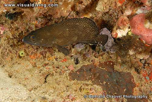 Grouper (UW2_8005)