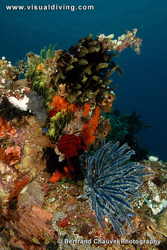 Crinoid composition on sponges (UW2_8009)