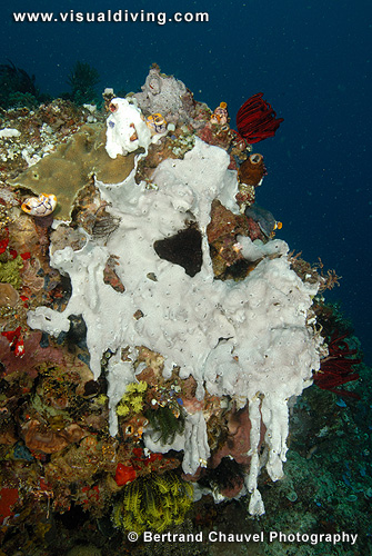 Melting sponge (UW2_8012)