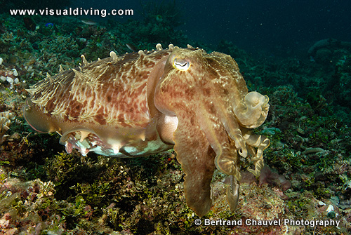 Cuttlefish (UW2_8016)