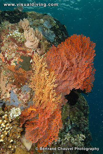 Gorgonians (UW2_8024)