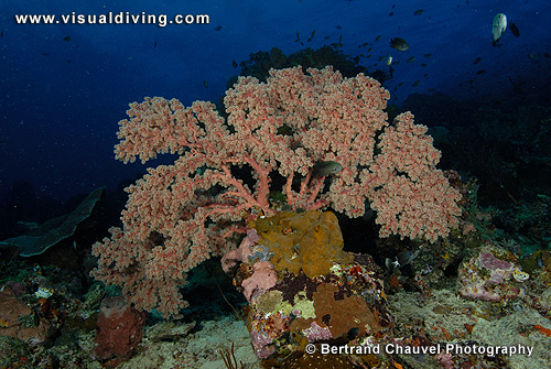 Soft coral composition (UW2_8375)