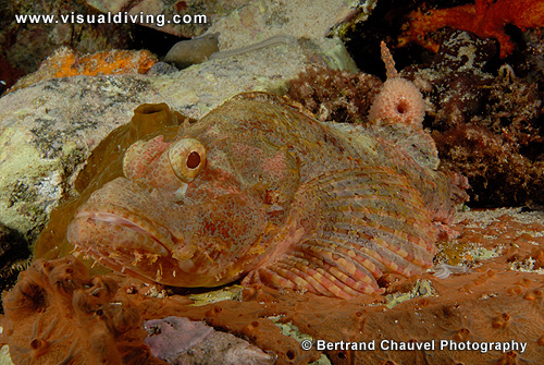 Scorpionfish (UW2_8402)