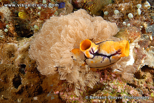 Ascidian and softcoral (UW2_8414)