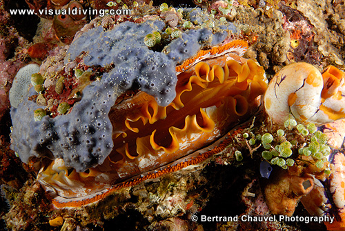 Giant oyster (UW2_8425)