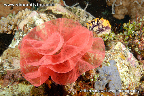 Nudibranch eggs (UW2_8429)