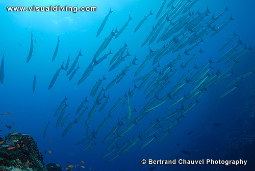 Barracudas (UW2_8474)
