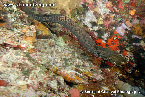 Swimming giant moray (UW2_8490)