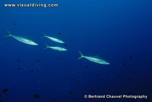 Pelagic tunas (UW2_8493)