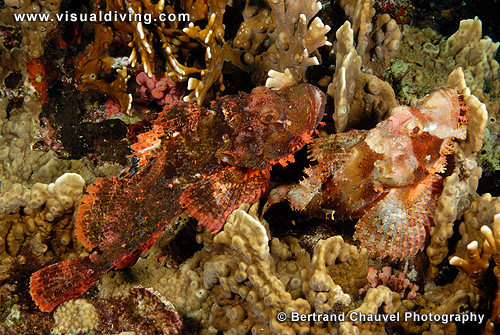 Two scorpionfishes (UW2_8504)