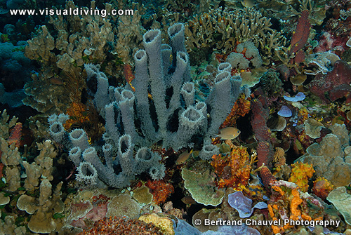 Sponge setting (UW2_8515)